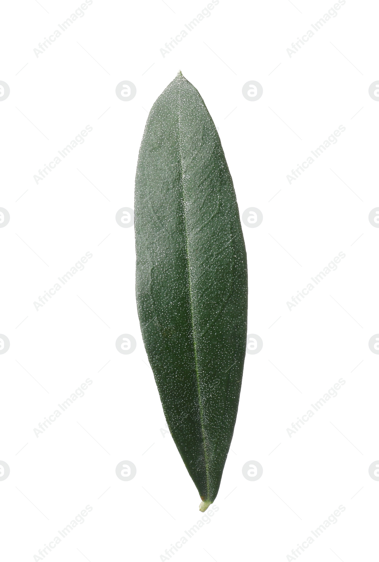 Photo of Fresh green olive leaf isolated on white