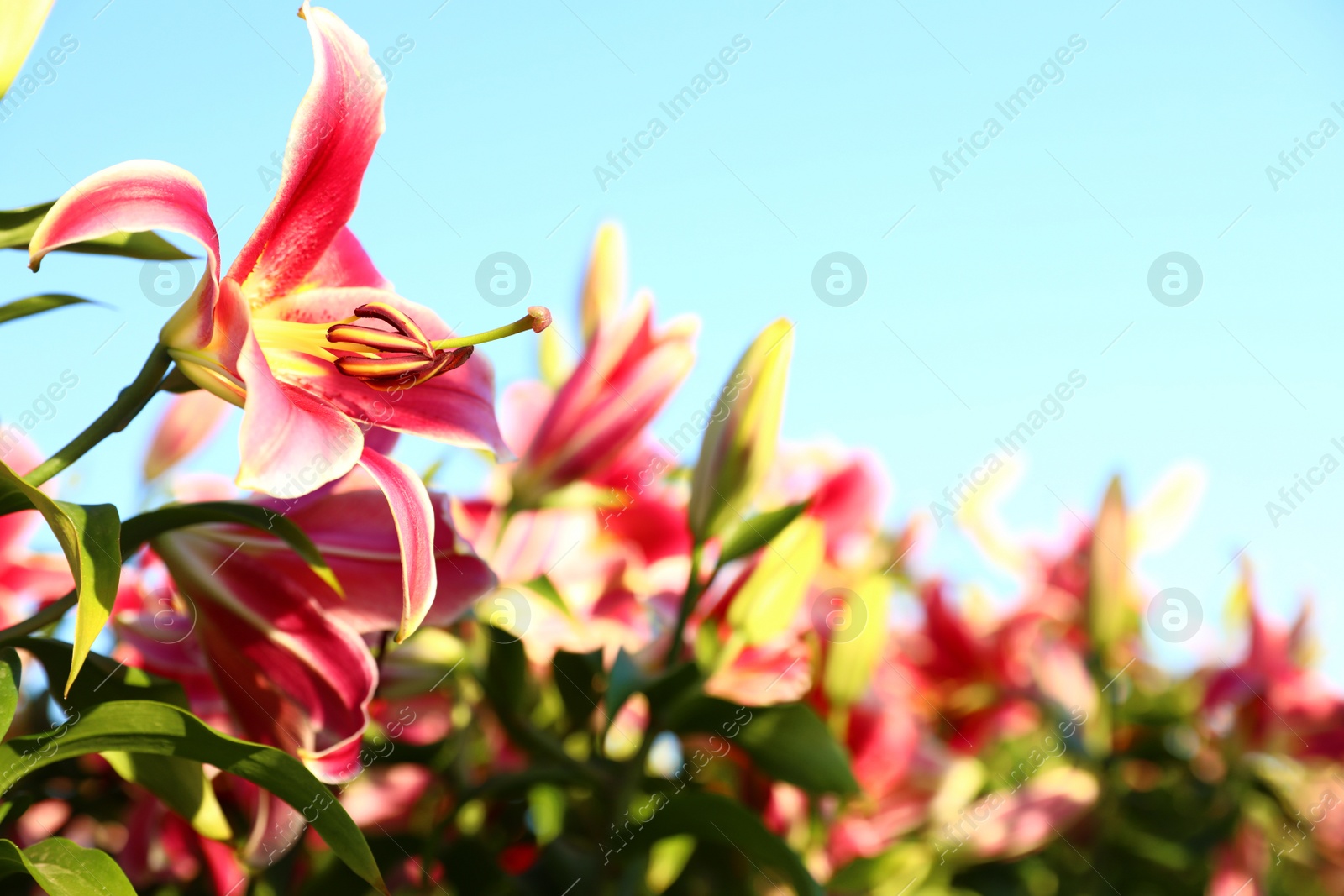 Photo of Beautiful bright pink lilies growing at flower field. Space for text