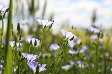 Photo of Closeup view of beautiful blooming flax field