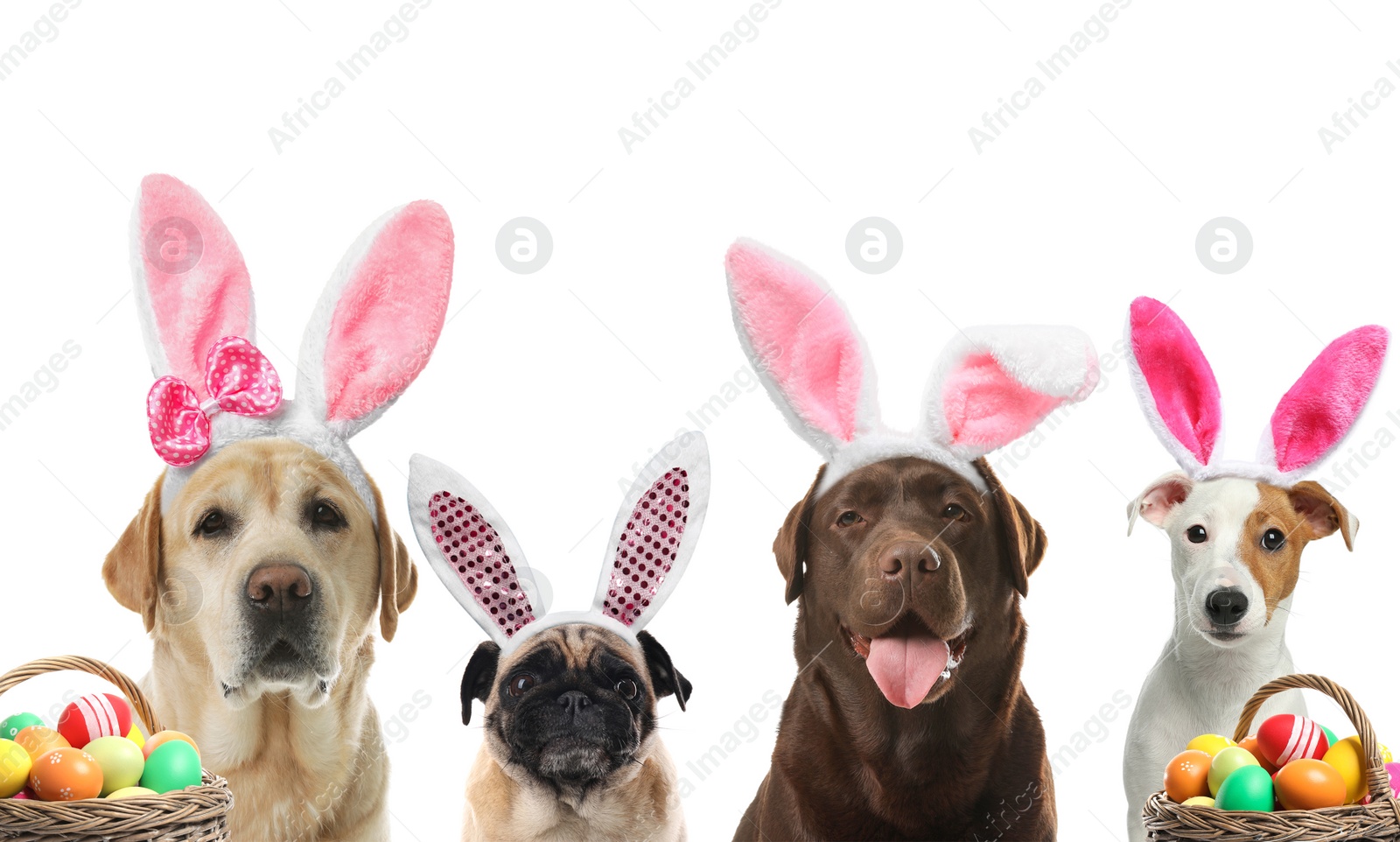 Image of Colorful Easter eggs and cute dogs with bunny ears headbands on white background, collage