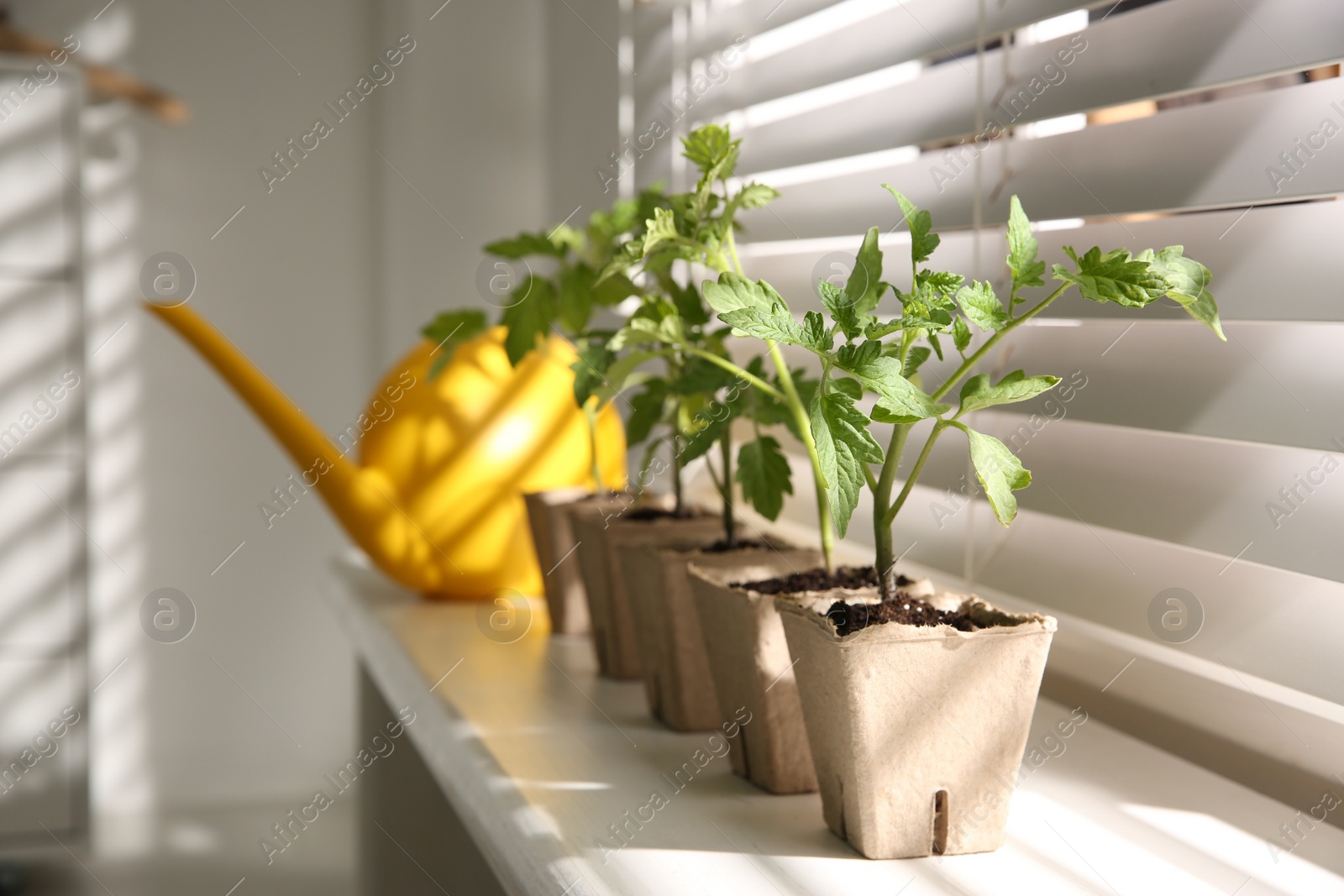 Photo of Green tomato seedlings in peat pots on white windowsill indoors