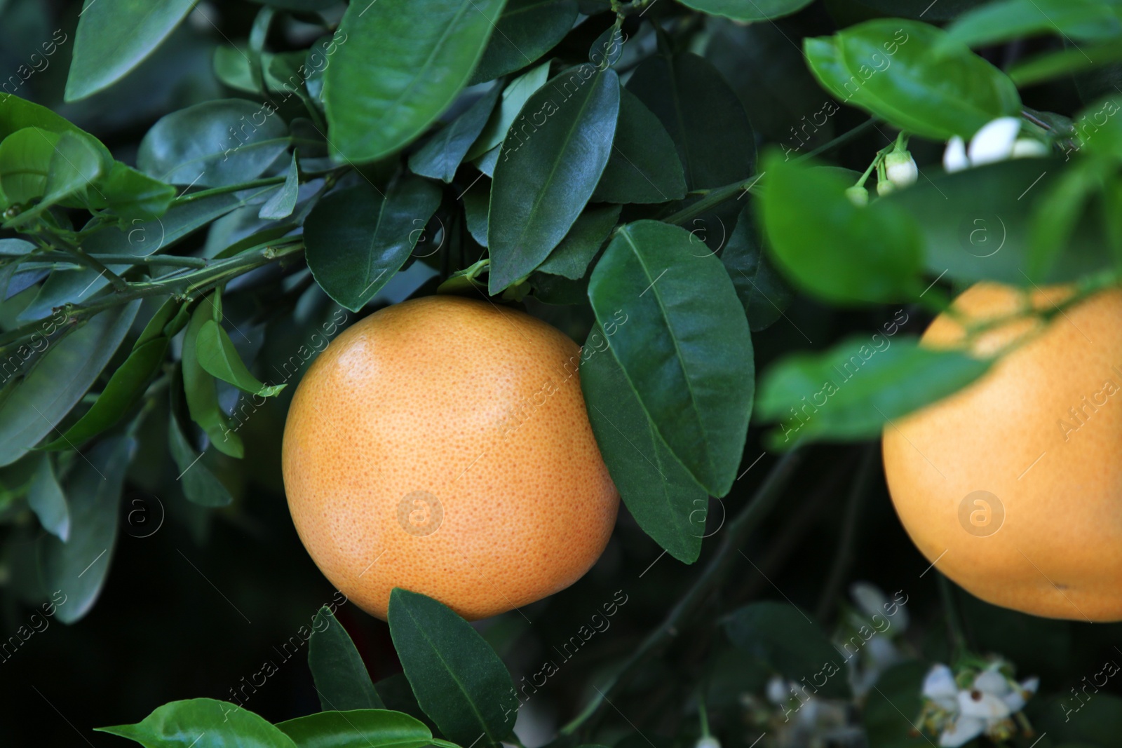 Photo of Ripening grapefruits growing on tree in garden