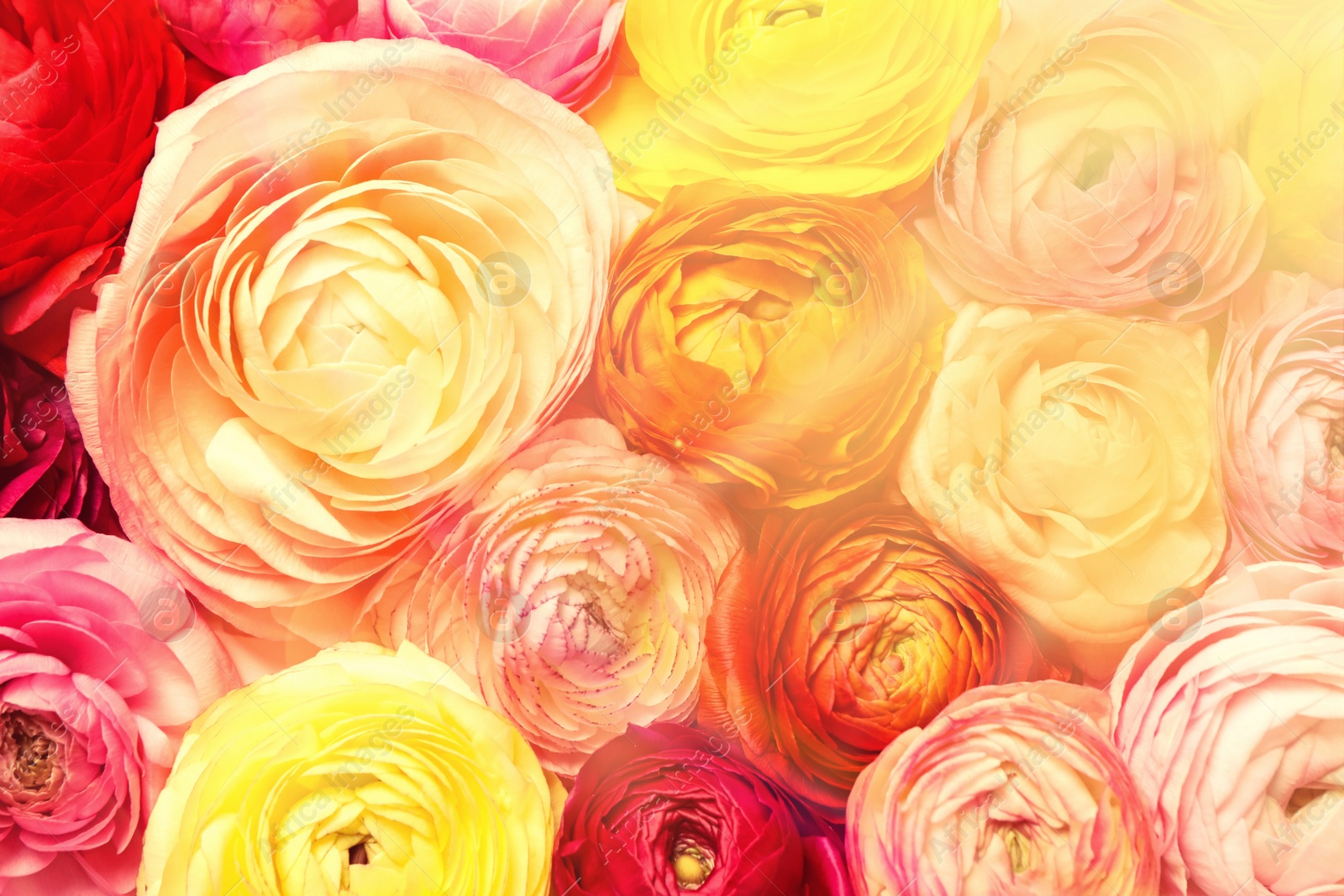 Image of Bouquet of beautiful ranunculus flowers as background, closeup view