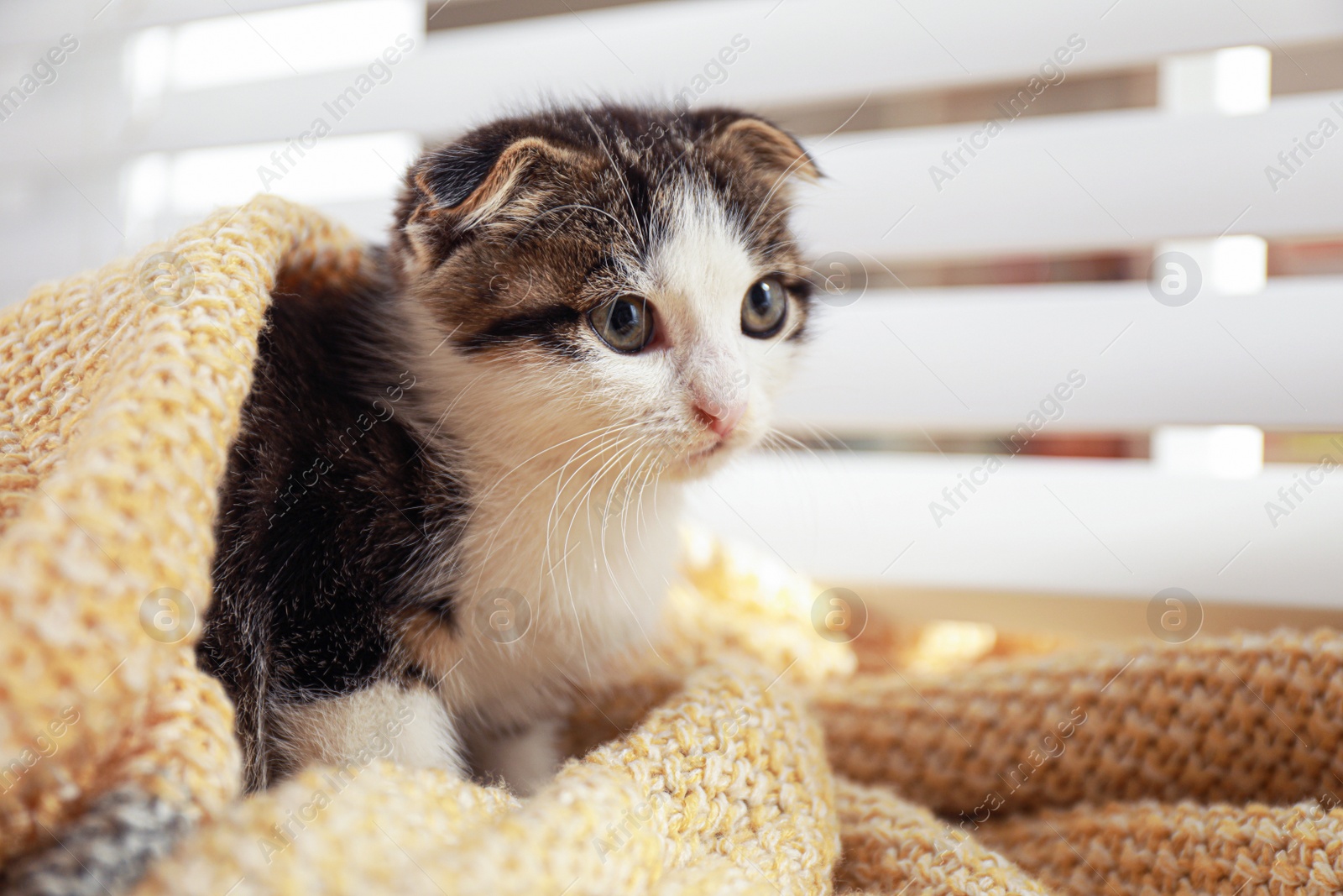 Photo of Adorable little kitten under blanket near window indoors