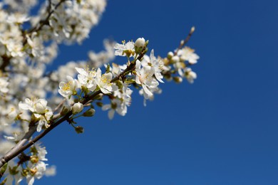 Branch of cherry tree with beautiful white blossoms against blue sky