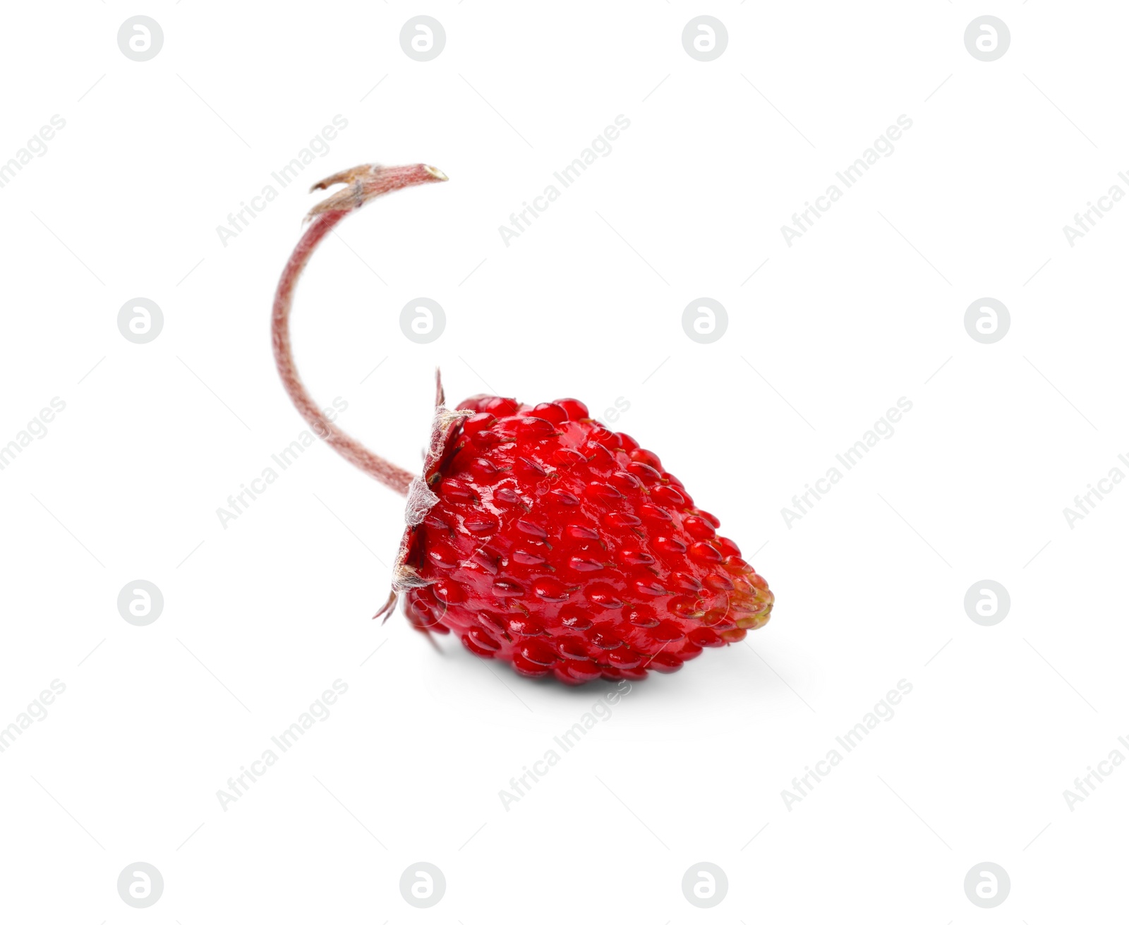 Photo of One ripe wild strawberry isolated on white