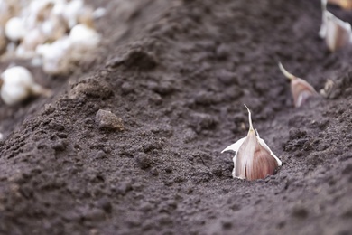 Photo of Row of garlic cloves in soil, closeup