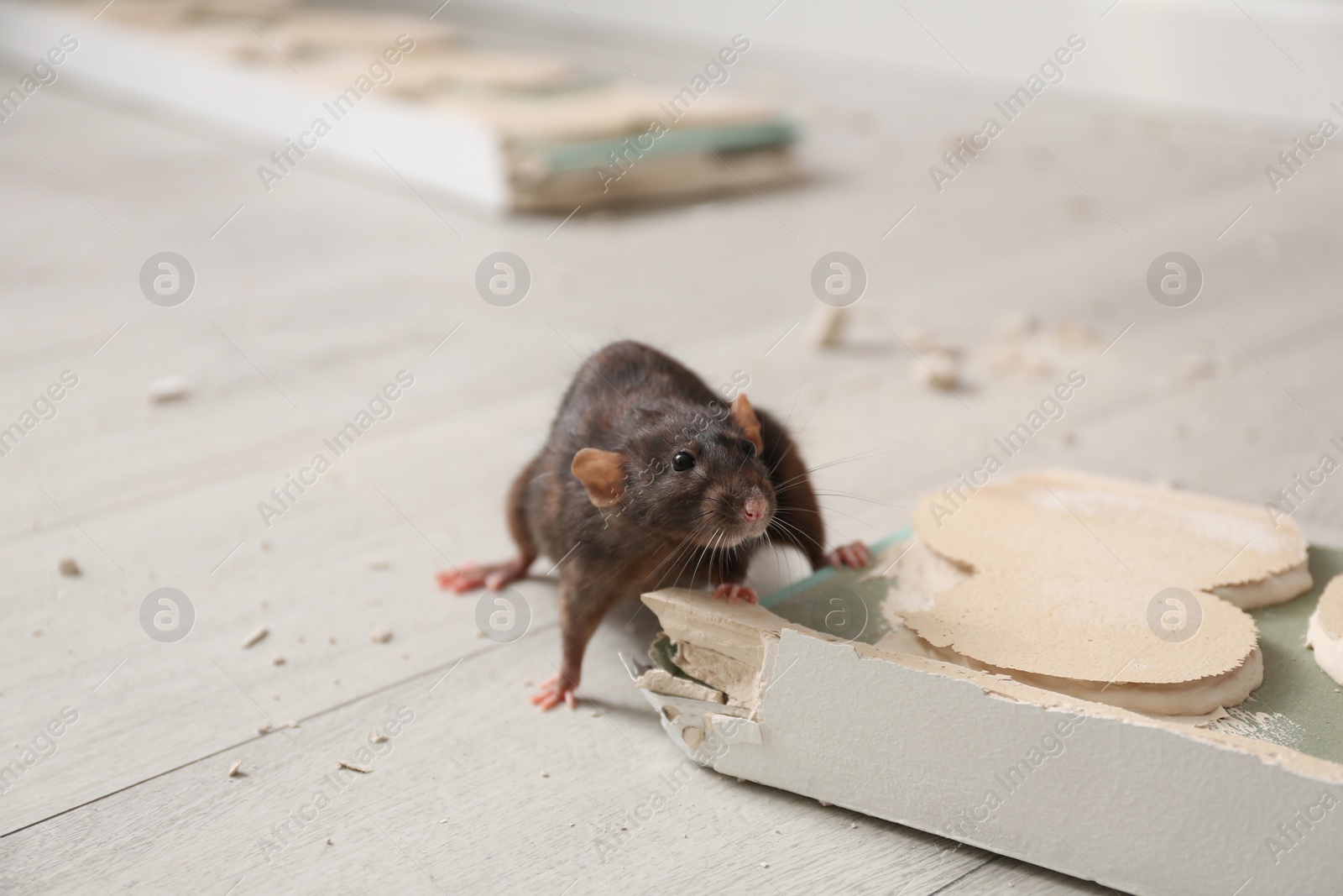 Photo of Brown rat gnawing baseboard indoors. Pest control