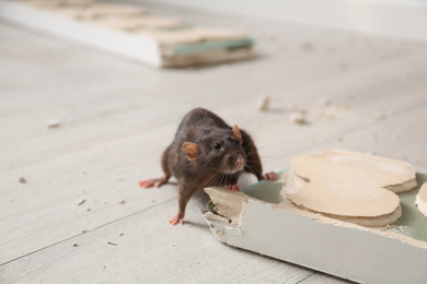Photo of Brown rat gnawing baseboard indoors. Pest control