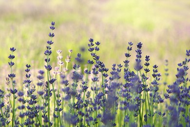 Beautiful blooming lavender growing in field, closeup