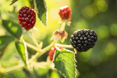 Photo of Blackberry bush with ripening berries in garden, closeup