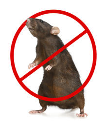 Image of Little brown rat with prohibition sign on white background. Pest control