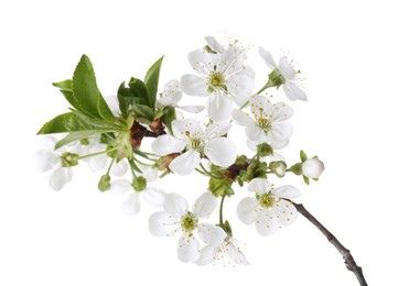 Spring branch with beautiful blossoms and leaves isolated on white