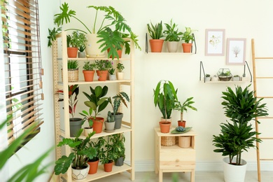 Photo of Stylish room interior with different home plants
