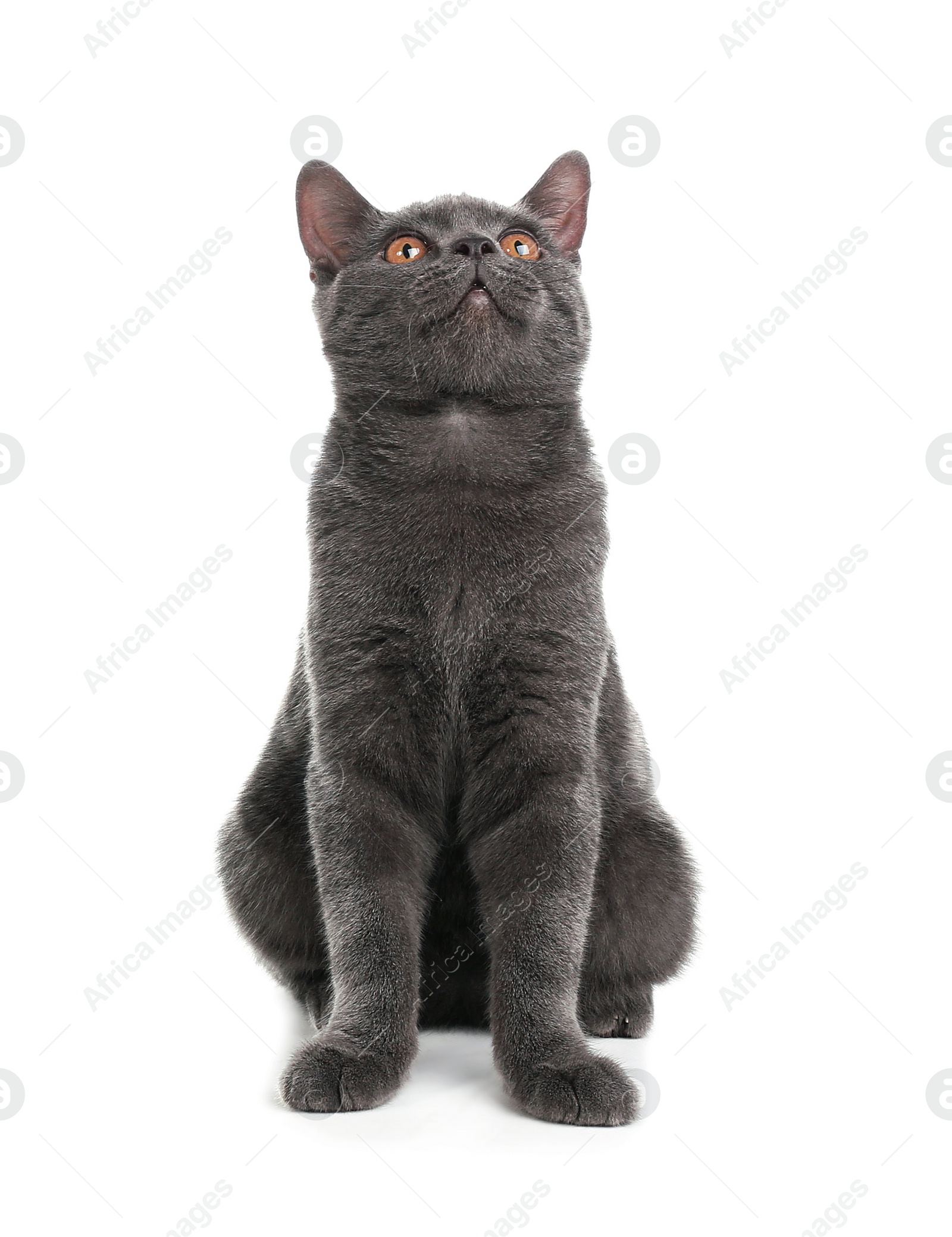 Photo of Adorable grey British Shorthair cat on white background