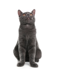 Photo of Adorable grey British Shorthair cat on white background