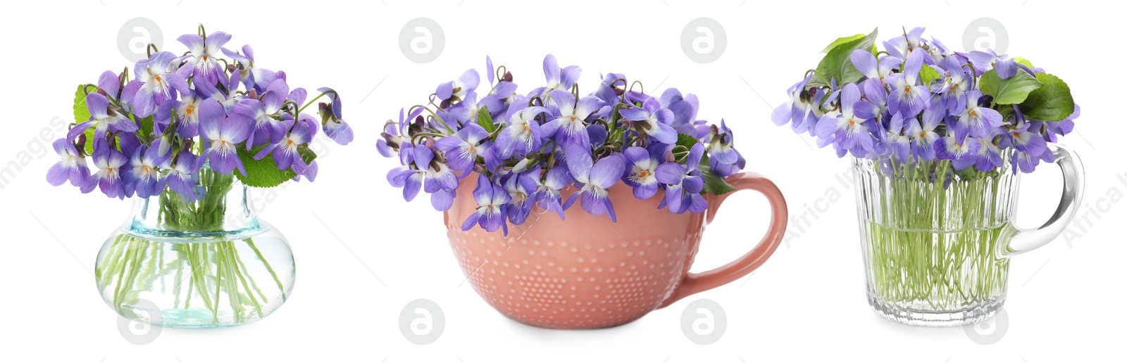 Image of Set with beautiful wood violets on white background, banner design. Spring flowers