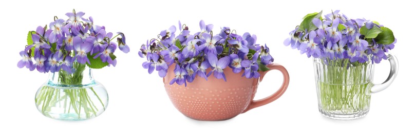 Image of Set with beautiful wood violets on white background, banner design. Spring flowers