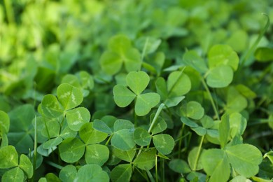 Photo of Closeup view of beautiful green clover leaves