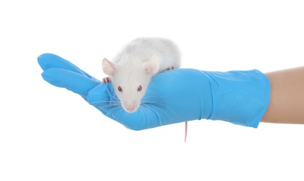 Scientist holding rat on white background, closeup. Animal testing concept
