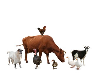 Image of Group of different farm animals on white background 