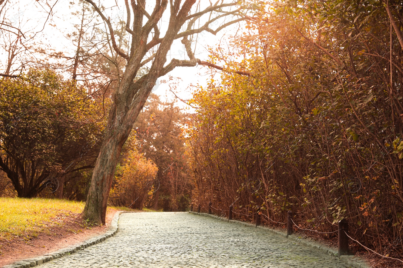 Photo of Beautiful view of park with trees on autumn day