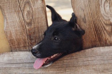 Adorable black dog peeping out of wooden fence outdoors