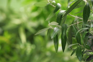 Photo of Twigs with fresh green olive leaves on blurred background. Space for text