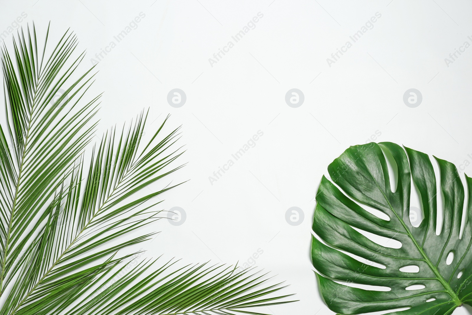 Photo of Beautiful tropical leaves on white background