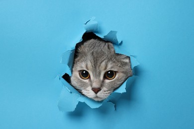 Photo of Cute grey cat peeking out hole in light blue paper