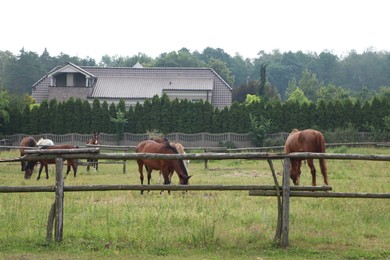 Photo of Beautiful horses grazing on green grass in paddock outdoors