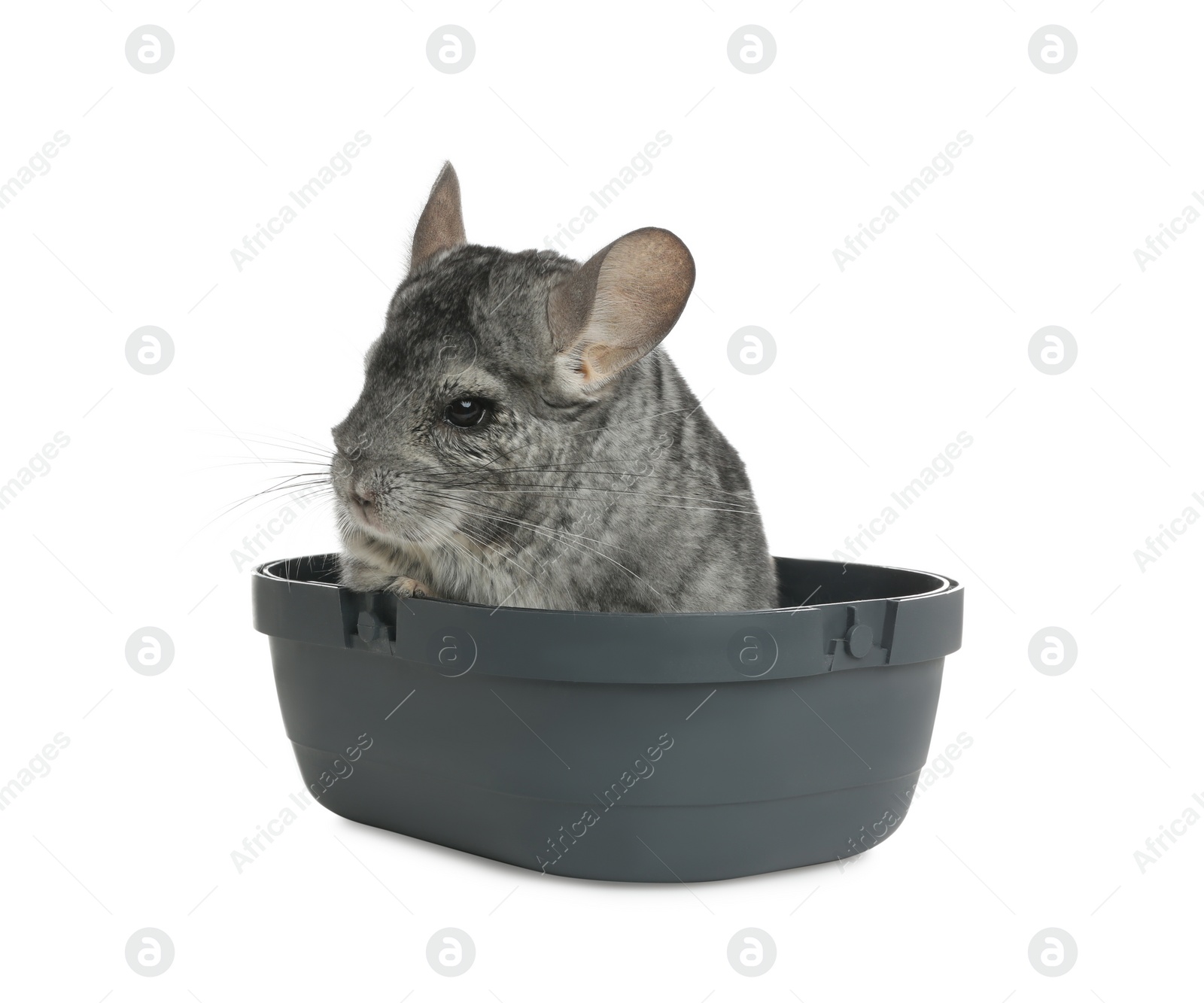 Photo of Cute grey chinchilla in box on white background