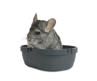 Photo of Cute grey chinchilla in box on white background