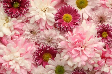 Photo of Many different beautiful chrysanthemums as background, closeup