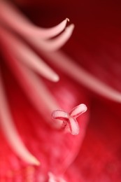 Beautiful red Amaryllis flower as background, macro view