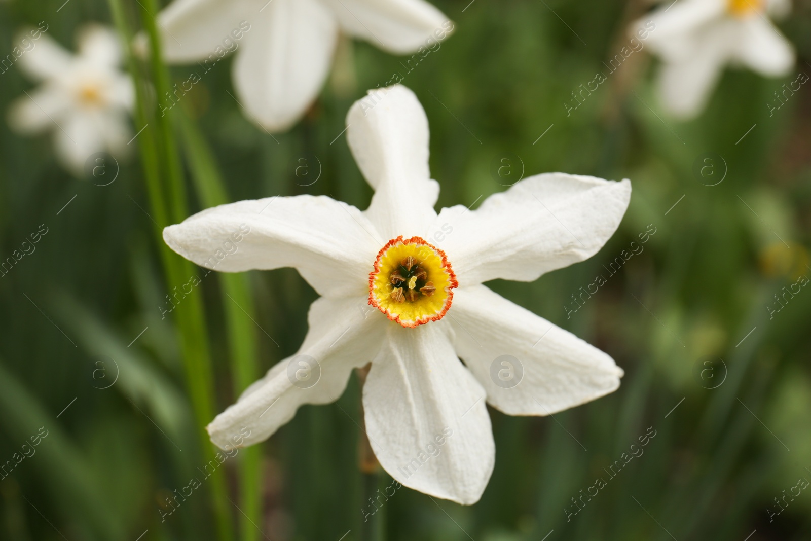 Photo of Beautiful blooming daffodil on blurred background, closeup