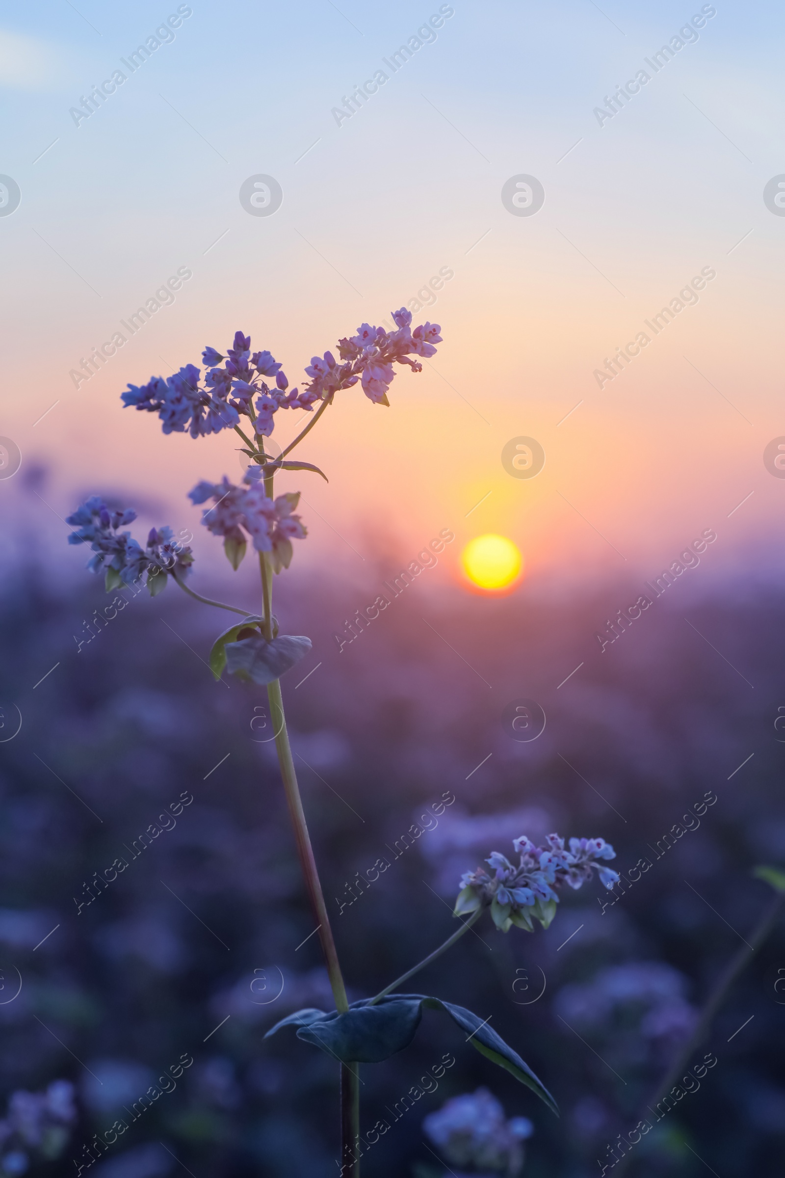 Photo of Closeup view of beautiful blossoming buckwheat flowers at sunset