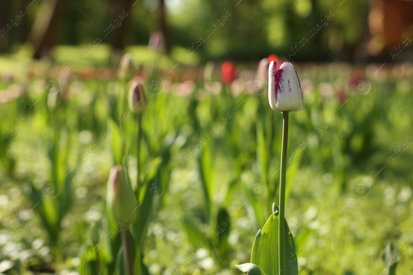 Photo of Beautiful bright tulips growing outdoors on sunny day