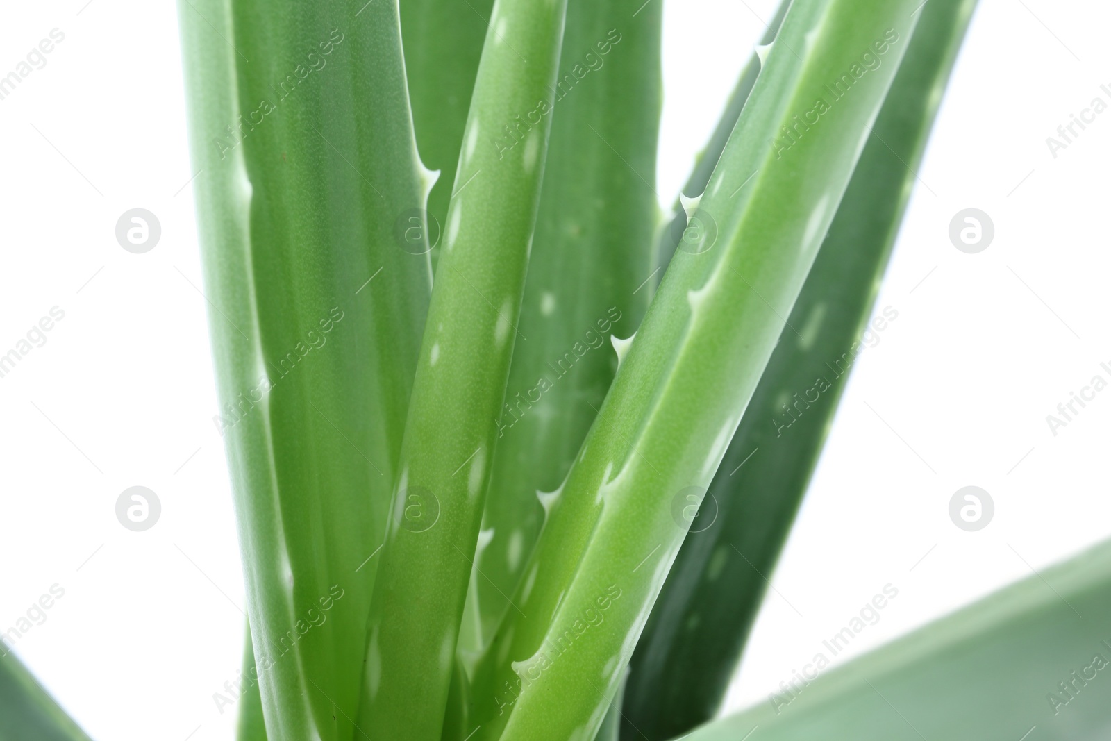 Photo of Leaves of aloe vera on white background, closeup