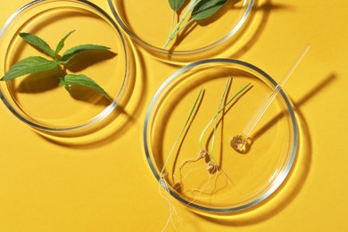 Flat lay composition with Petri dishes and plants on yellow background