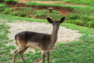 Photo of Beautiful deer in safari park on summer day