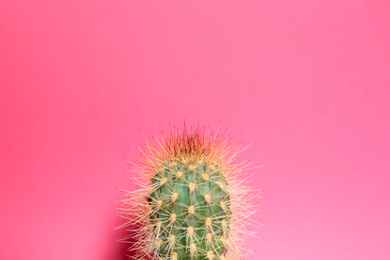 Photo of Beautiful tropical cactus plant on pink background