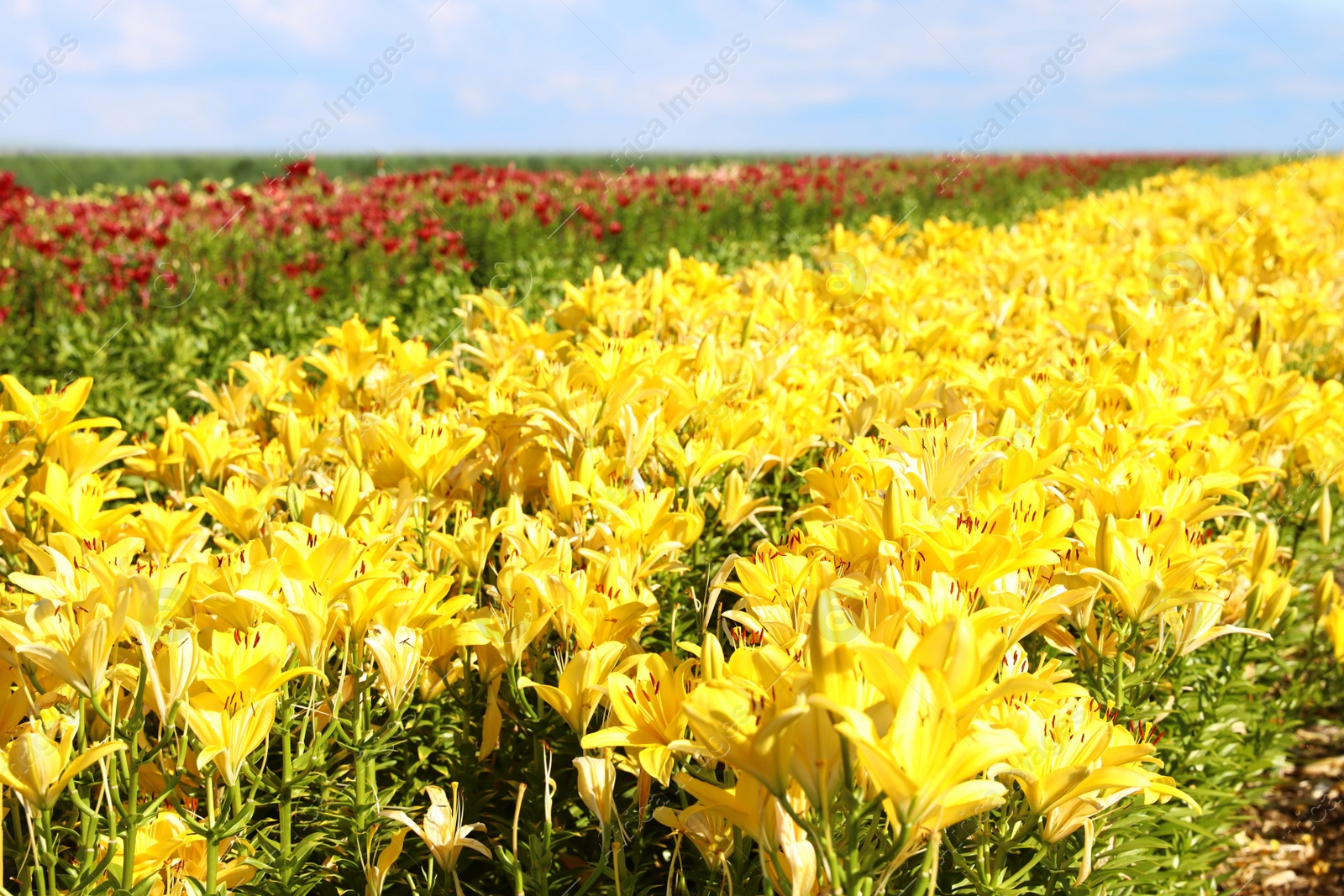 Photo of Beautiful bright yellow lilies growing at flower field