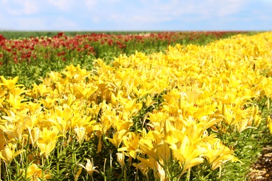 Beautiful bright yellow lilies growing at flower field