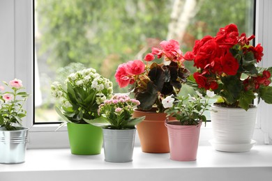 Different beautiful flowers in pots on windowsill indoors