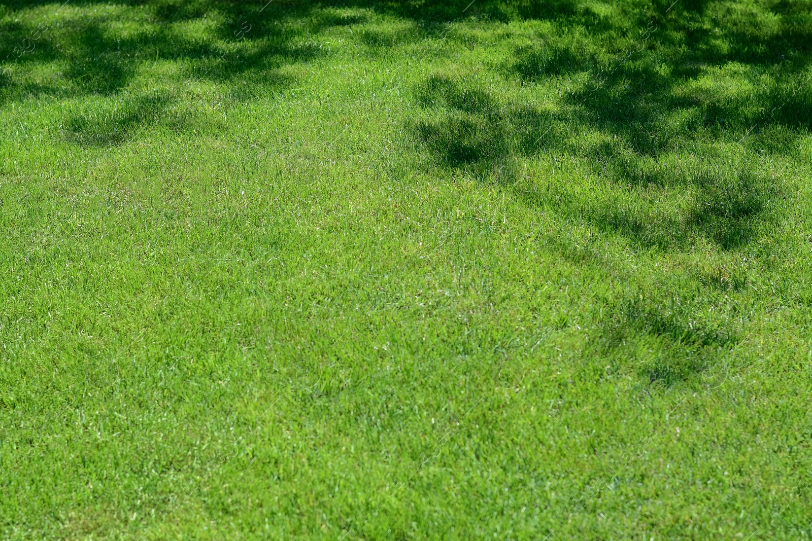 Photo of Shadow of tree on bright green grass during sunny day