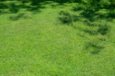 Photo of Shadow of tree on bright green grass during sunny day