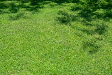 Shadow of tree on bright green grass during sunny day