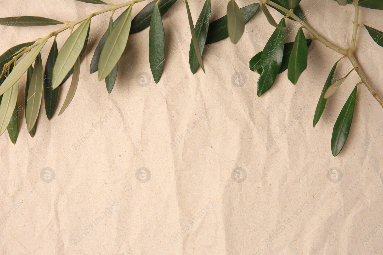 Photo of Twig with fresh green olive leaves on parchment paper, top view. Space for text