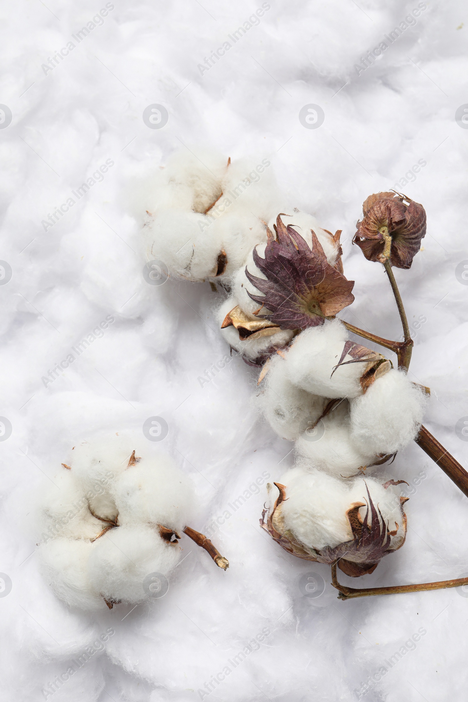 Photo of Dry cotton branch with flowers on white fluffy background, flat lay